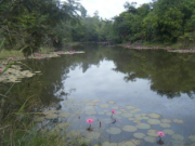 A perennial water body approximately 15 km outside of B. Na Phong, Sangthong District, December 2011