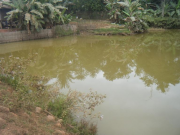 A permanent water body at B. Na Teum, Sangthong District, December 2011